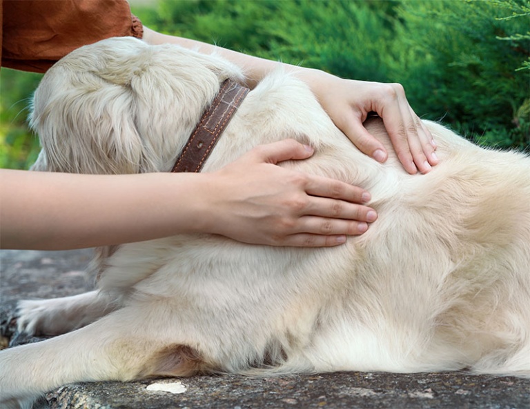 How to Protect Pets From Ticks Southeast WI Animal Wellness Center