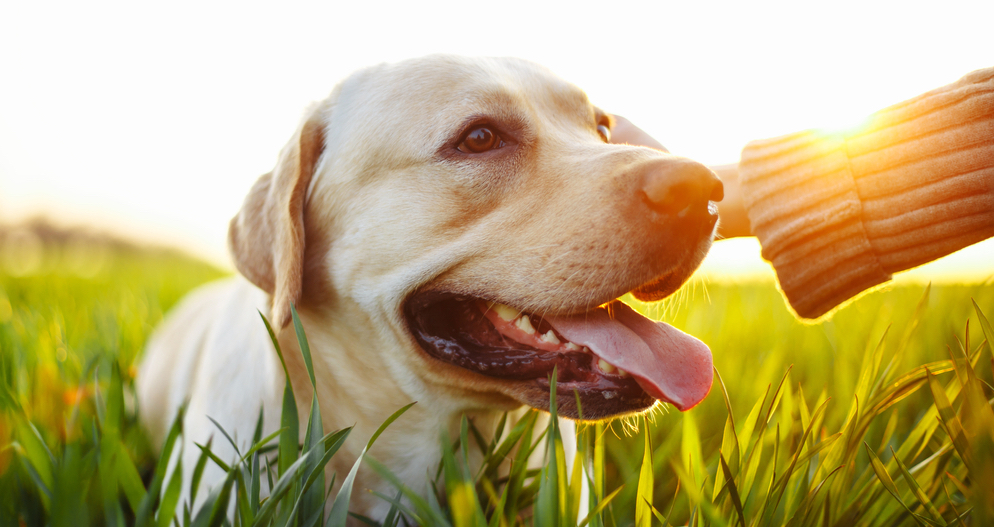 Understanding Allergies in Pets: A Guide to Relief and Wellness