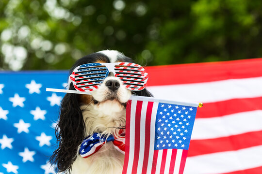Fourth of July Pet Safety: Ensuring a Fun and Safe Celebration for Your Furry Friends