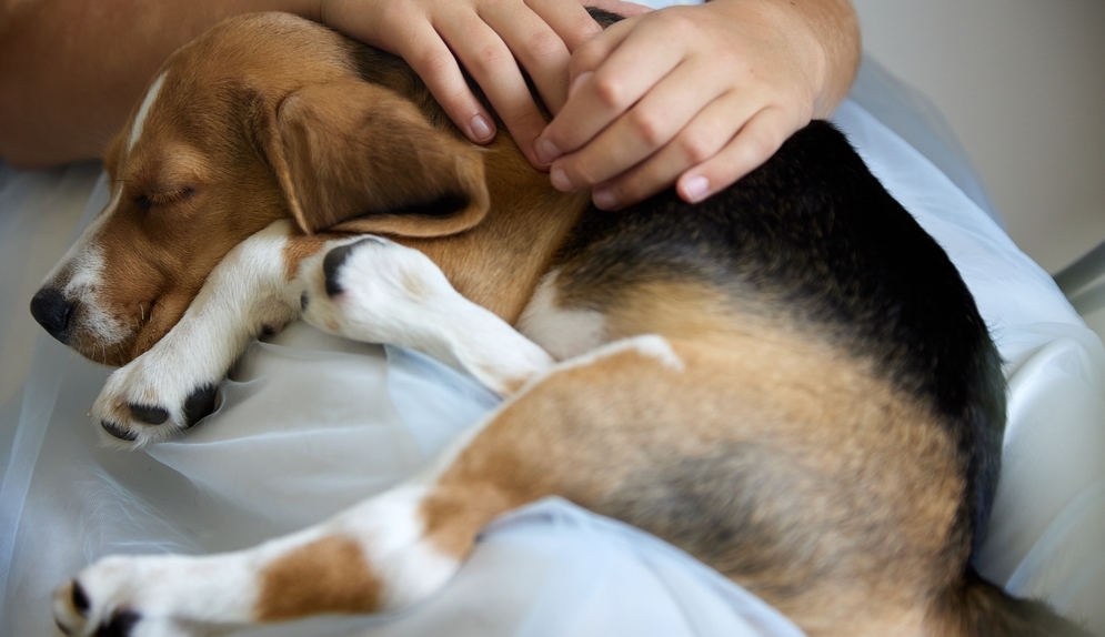 Orthopedic Surgery to Manage Pet Pain: A Path to a Happier, Healthier Life